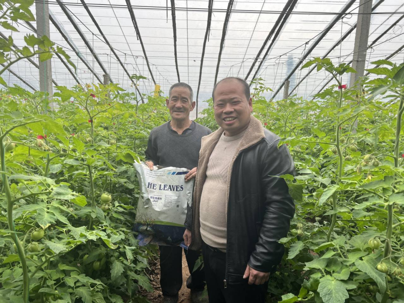 西紅柿怎么施肥？