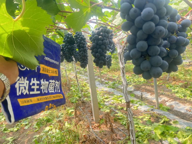 微生物菌劑：如何調理鹽堿地，保住苗