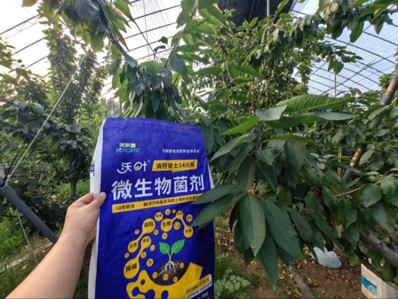 櫻桃樹施肥用什么肥料？
