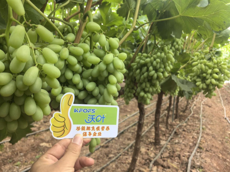 葡萄樹施什么肥？