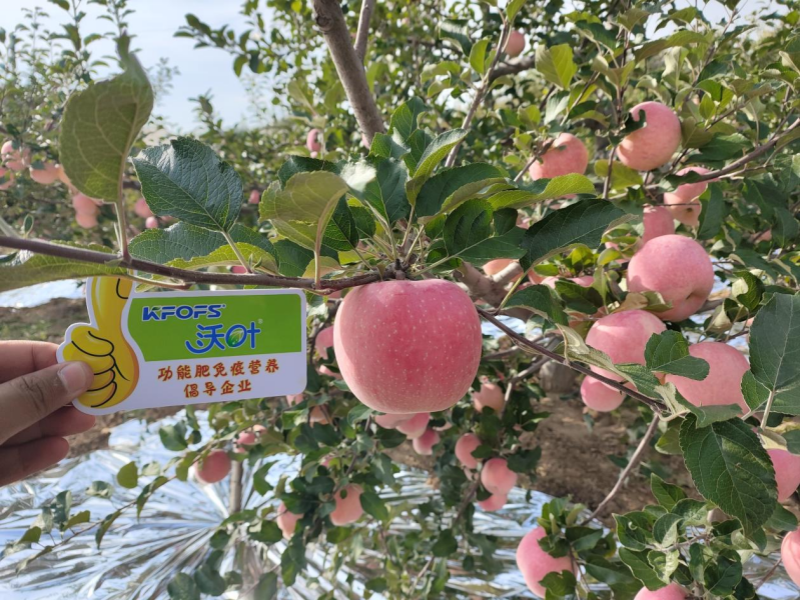 微生物肥料為什么越來(lái)越受重視