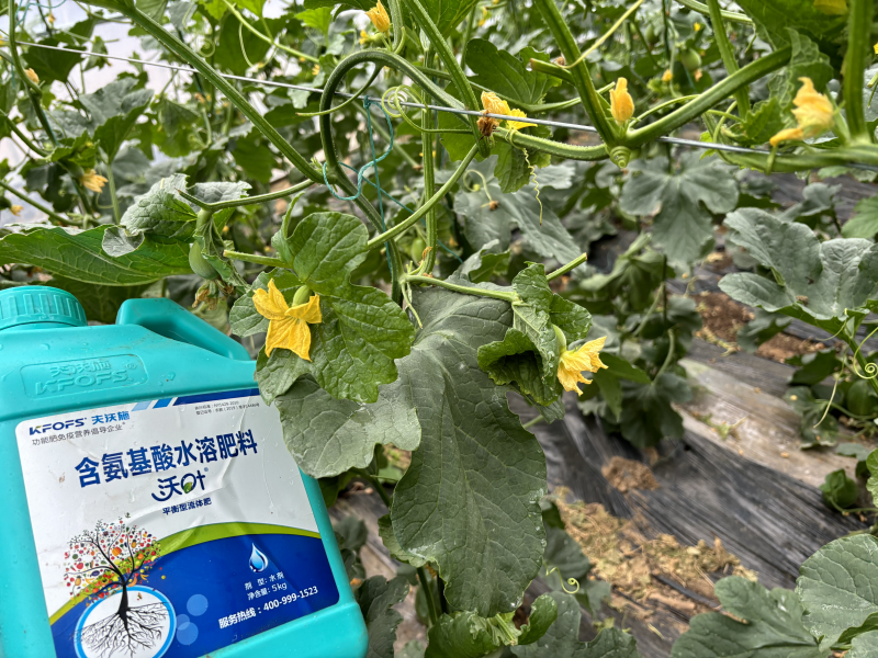 甜瓜施什么肥料最好-甜瓜用沃葉水溶肥效果、.png