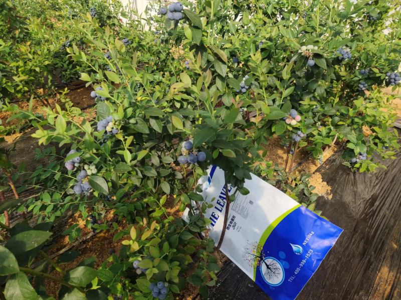 微生物菌劑-藍(lán)莓用沃葉水溶肥效果.png