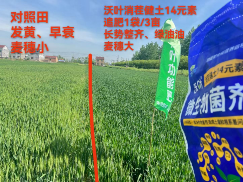 微生物菌劑-小麥用沃葉消茬健土14元素和未用的效果對(duì)比.png